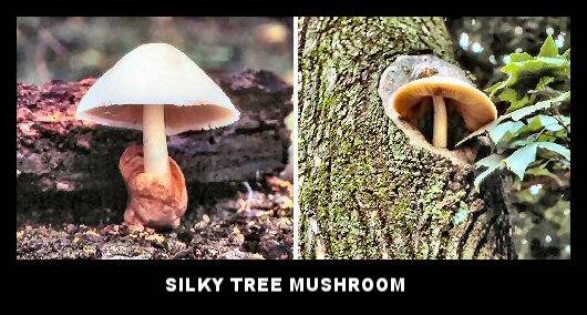 Silky Tree Mushroom (Volvariella bombycina) Silky Tree Mushroom (Volvariella bombycina)
