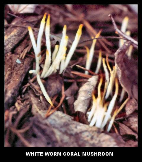 White Worm Coral Mushroom (Clavaria vermicularis) White Worm Coral Mushroom (Clavaria vermicularis)