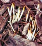 White Worm Coral Mushroom (09/24/03)