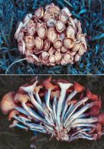 Honey Mushroom (10/01/03)