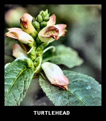 Turtlehead (Chelone glabra)