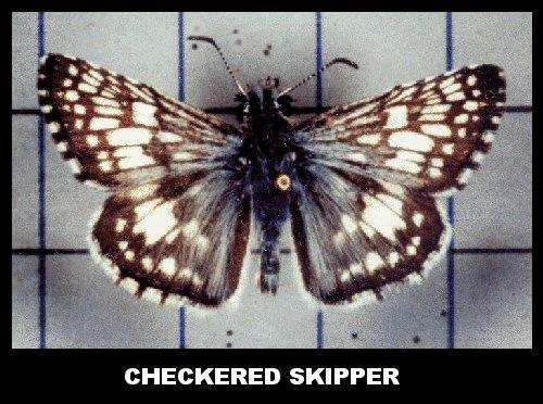 Checkered Skipper (Pyrgus communis) Checkered Skipper (Pyrgus communis)