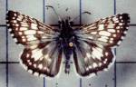 Checkered Skipper (10/15/03)