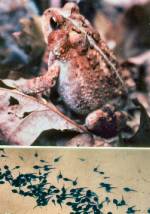 American Toad (10/22/03)