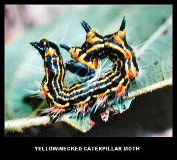 Yellow-Necked Caterpillar Moth Yellow-Necked Caterpillar Moth