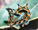 Yellow-Necked Caterpillar Moth (10/29/03)