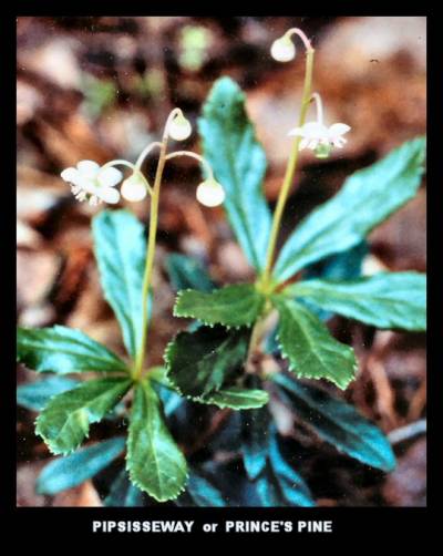 Waxflower Waxflower