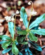 Waxflower (11/12/03)