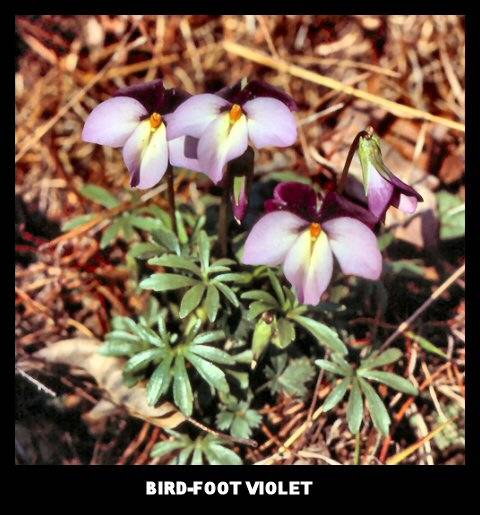 Bird-Foot Violet (Viola pedata) Bird-Foot Violet (Viola pedata)