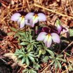 Bird-Foot Violet (11/19/03)