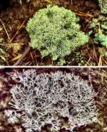 Reindeer Moss (11/26/03)