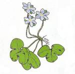 Round-Lobed Hepatica (12/10/03)