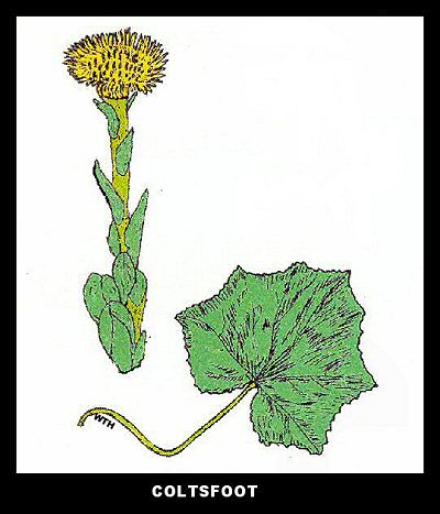 Coltsfoot (Tussilago farfara) Coltsfoot (Tussilago farfara)