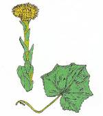 Coltsfoot (12/17/03)