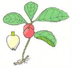 Teaberry (12/24/03)
