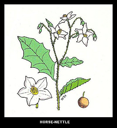 Horse Nettle (Solanum carolinense) Horse Nettle (Solanum carolinense)
