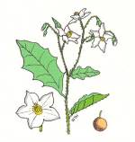 Horse Nettle (12/31/03)