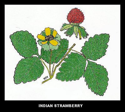 Indian Strawberry (Duchesnea indica) Indian Strawberry (Duchesnea indica)