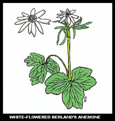 Berland's Anemone (Anemone berlandierii) Berland's Anemone (Anemone berlandierii)