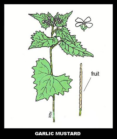Garlic Mustard (Alliaria petiolata)