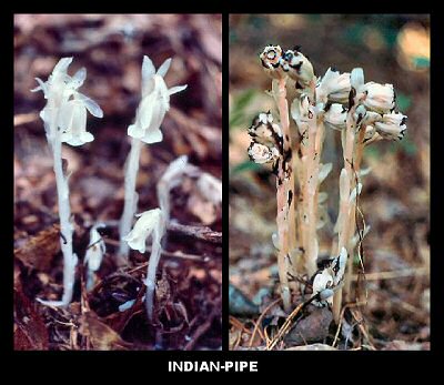 Indian-pipe (Monotropa uniflora)