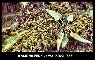 Walking Fern (Asplenium rhizophyllum) Walking Fern (Asplenium rhizophyllum)