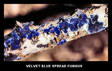 Velvet Blue Spread (Pulcherricium caeruleum)