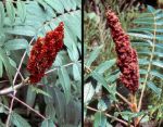 Sumacs (11/17/04)