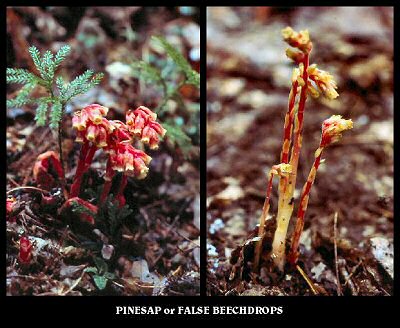 Pinesap or False Beechdrops