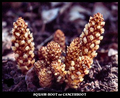 Squawroot or Cancer-root