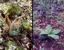 Skunk Cabbage or Swamp Cabbage (03/08/05)
