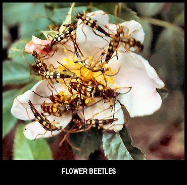 Small Longhorn Beetles