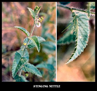 Stinging Nettle Plant (Urtica urens) Stinging Nettle Plant (Urtica urens)