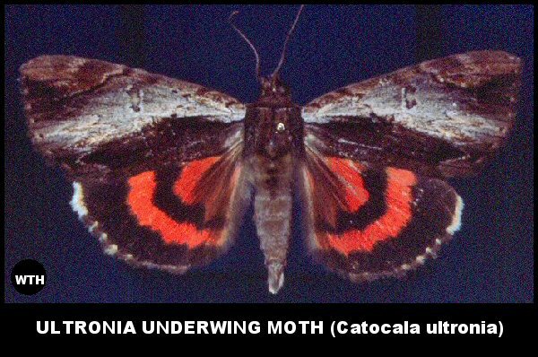 Ultronia Underwing Moth (Catocala ultronia)