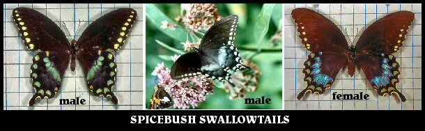 Spicebush Swallowtails Spicebush Swallowtails