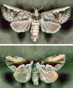 Porch Light Moths (07/31/05)