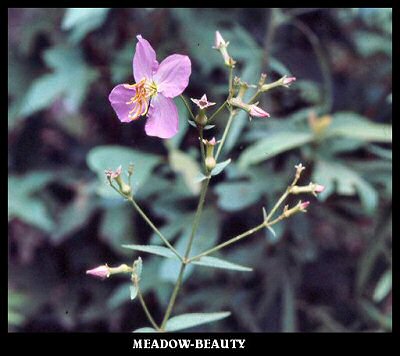 Meadow-Beauty (Rhexia mariana)