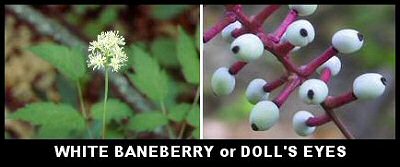 White Baneberry