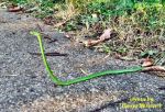 Rough Green Snake (09/17/05)