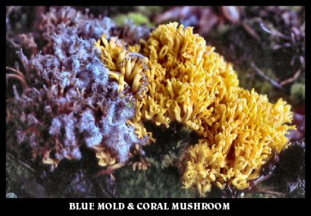Blue Mold and Coral Mushroom