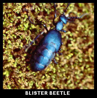 Blister Beetle