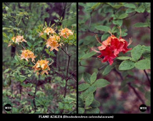 Flame Azalea (Rhododendron calendulaceum) Flame Azalea (Rhododendron calendulaceum)