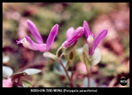 Bird-on-the-Wing (Polygala paucifolia) Bird-on-the-Wing (Polygala paucifolia)