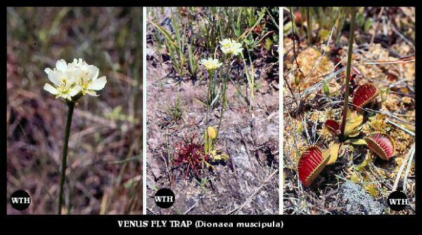 Venus Flytrap (Dionaea muscipula) Venus Flytrap (Dionaea muscipula)