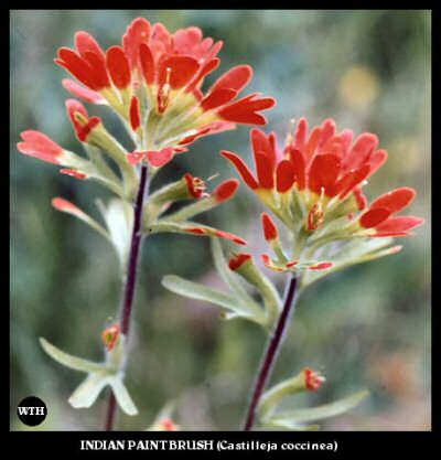 Indian Paint Brush (Castilleja coccinea)