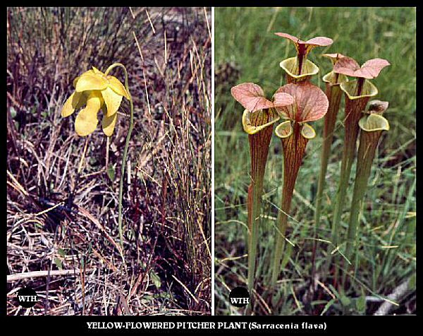 Yellow Pitcher Plant (Sarracenia flava)