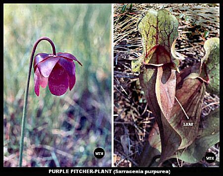 Purple Pitcher Plant (Sarracenia purpurea)