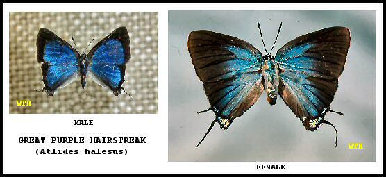 Great Purple Hairstreak