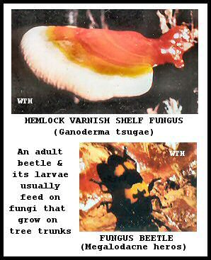 Hemlock Varnish Shelf Fungus (Ganoderma tsugae)