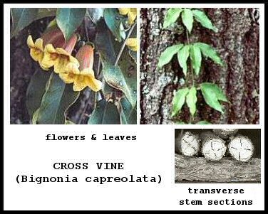 Bignonia Stem